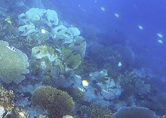 Hemitaurichthys polylepis