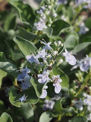 Vitex rotundifolia