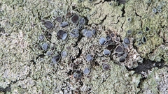 Physcia millegrana