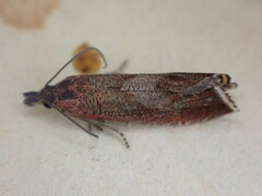 Dichrorampha acuminatana