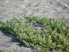 Vitex rotundifolia