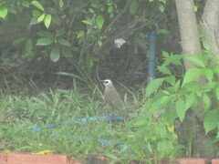 Pycnonotus goiavier jambu