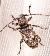 Aegomorphus modestus