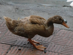 Anas platyrhynchos domesticus