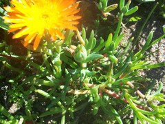 Lampranthus aureus