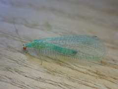 Pseudomallada flavifrons