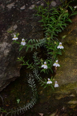 Monochasma savatieri