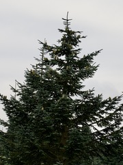Abies procera