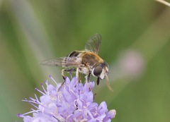 Eristalis nemorum