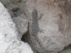 Tarentola mauritanica