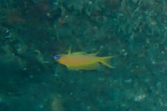 Pseudanthias squamipinnis