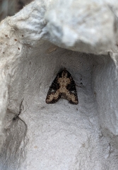 Lateroligia ophiogramma