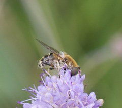 Eristalis nemorum
