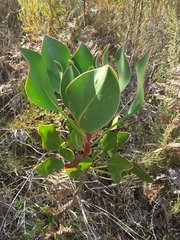 Protea cynaroides