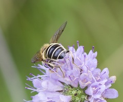 Eristalis nemorum