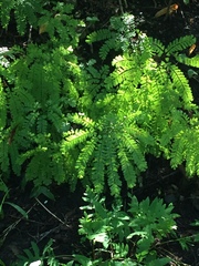 Adiantum pedatum