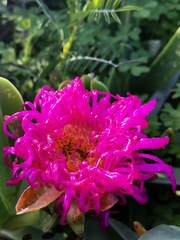 Carpobrotus quadrifidus