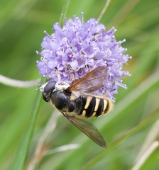 Sericomyia silentis