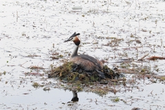 Podiceps cristatus