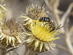 Colletes dimidiatus