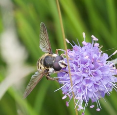 Sericomyia silentis