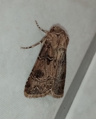 Agrotis bigramma