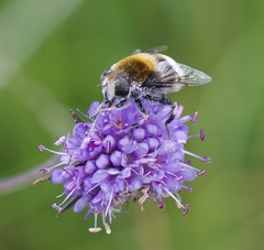 Eristalis intricaria
