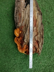 Polyporales