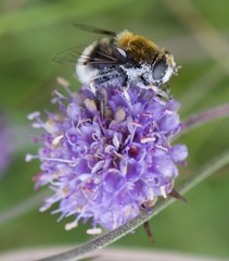 Eristalis intricaria