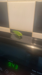 Microcentrum retinerve