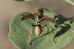 Mischocyttarus flavitarsis