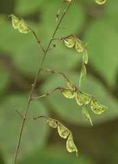 Hylodesmum glutinosum