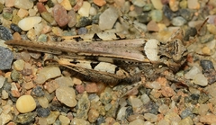 Acrotylus insubricus