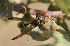 Mischocyttarus flavitarsis