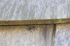 Platycryptus undatus