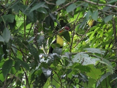 Ramphastos sulfuratus