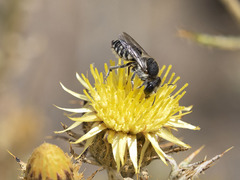 Megachile canariensis
