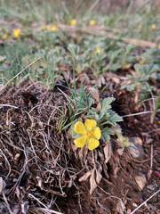 Potentilla acaulis