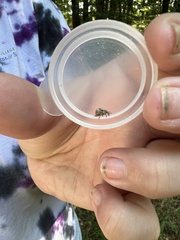 Pseudocneorhinus bifasciatus