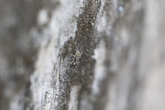 Platycryptus undatus