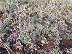 Potentilla acaulis