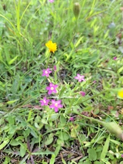 Centaurium pulchellum