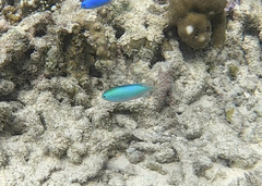 Pomacentrus coelestis