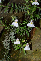 Monochasma savatieri