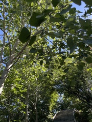 Populus davidiana