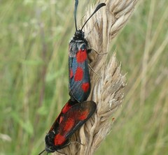 Zygaena sarpedon