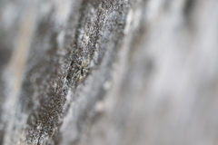 Platycryptus undatus