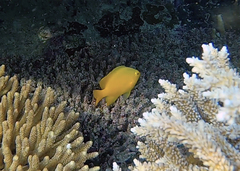 Pomacentrus moluccensis