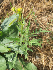 Sisymbrium altissimum
