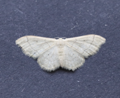 Idaea straminata
